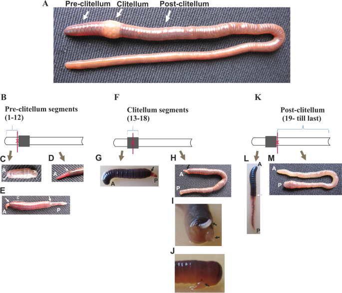 Reconstructed Ribs - Earthworm Express