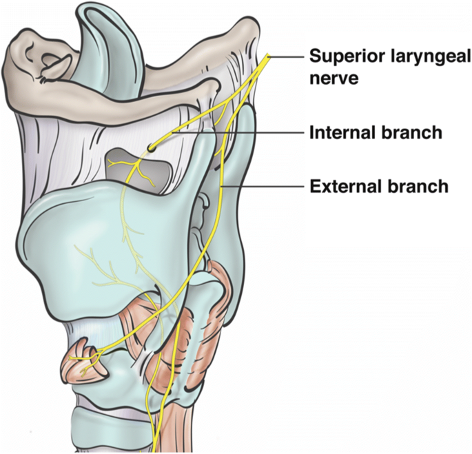 Lower cranial nerve syndromes: a review | Neurosurgical Review