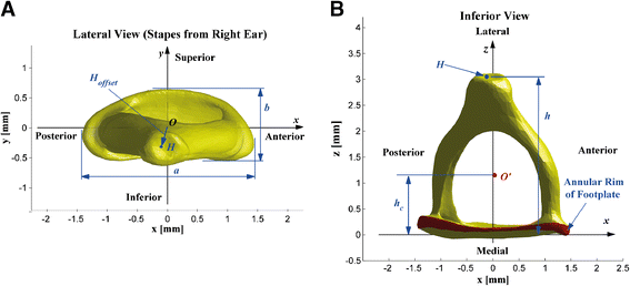 Characterization of Stapes Anatomy: Investigation of Human and