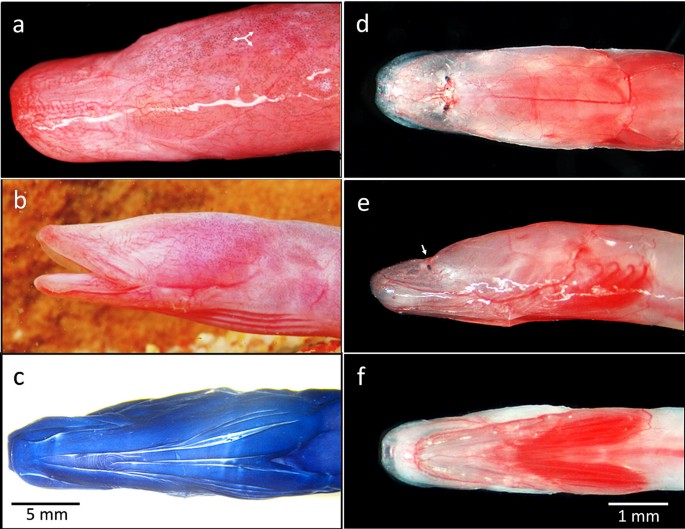 New morphological data and live photographs of the rare subterranean blind  cave eel Ophisternon candidum (Synbranchidae) from north-western Australia  | Ichthyological Research