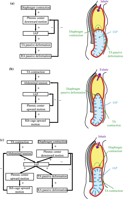 Numerical modelling of abdominal wall mechanics: The role of