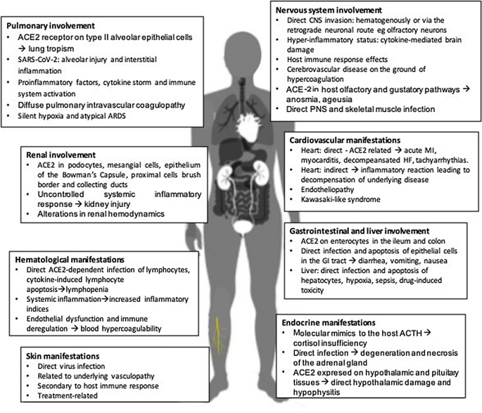 Organ-specific manifestations of COVID-19 infection | Clinical and  Experimental Medicine