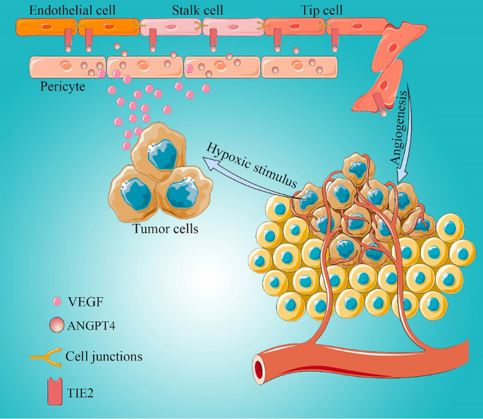 PDF) Abstract A74: Microparticles mediate cross-talk between tumoral and  endothelial cells and promote the constitution of an angiocrine  pro-metastatic niche through Arf6 up regulation