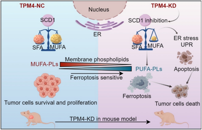 melatonin vs glutathione antioxidant Comparative efficacy of melatonin and glutathione in mitigating  carboplatin-induced ovarian toxicity in rats