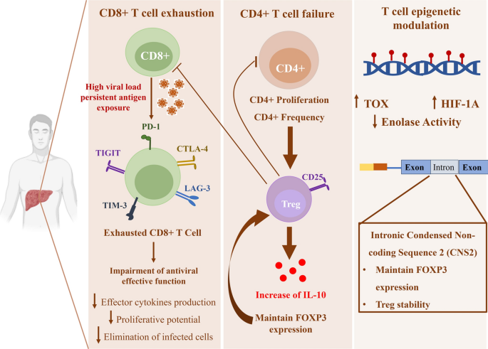 direct-acting antiviral agents against hepatitis c virus and lipid metabolism Unveiling the nexus between direct-acting antivirals in hepatitis C virus  elimination and immune response | Clinical and Experimental Medicine