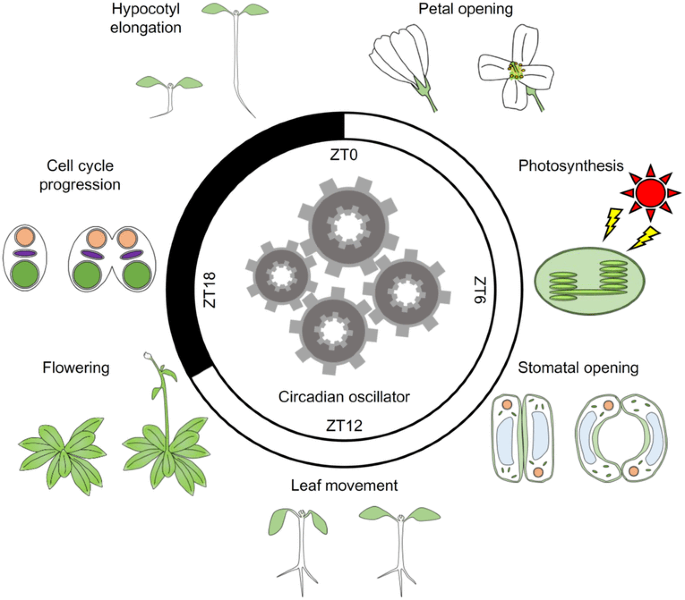 Circadian clock during plant development | Journal of Plant Research |  Springer Nature Link