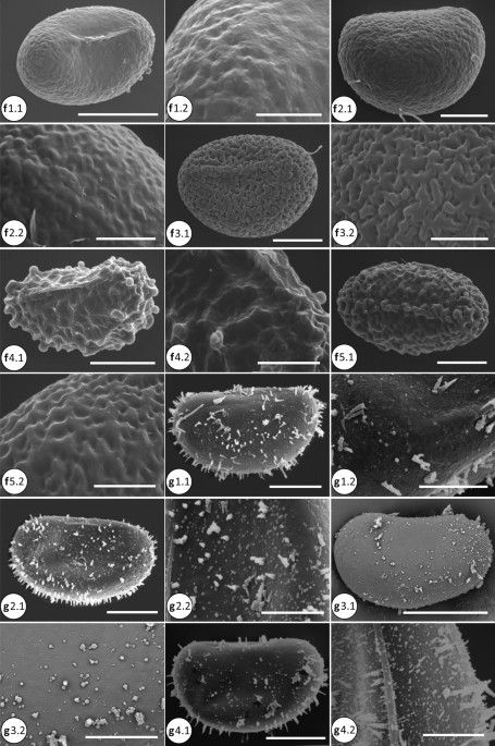 PDF) Micro-morphological characters in Polypodiaceae and its taxonomic  significance