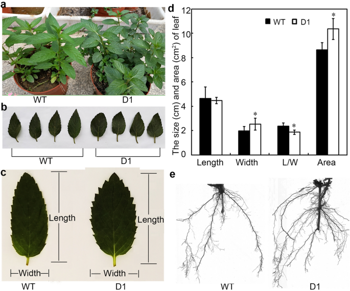 Morphological leaf features of analysed peppermint cultivars