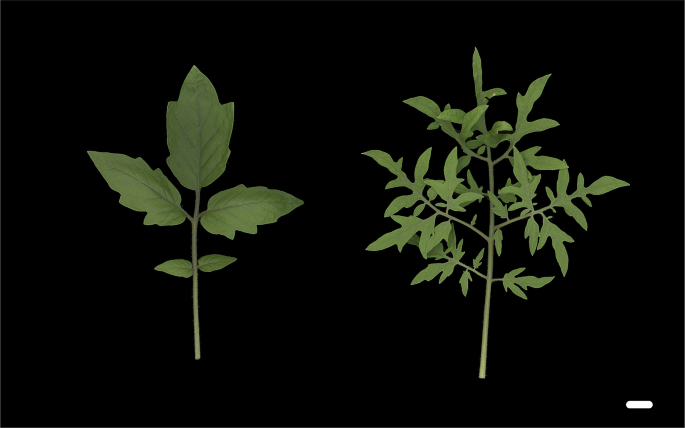 Leaf form diversity and evolution: a never-ending story in plant biology |  Journal of Plant Research | Springer Nature Link