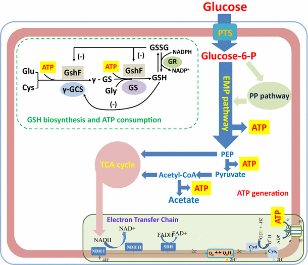 glutathione suppository recipe Glutathione Suppositories: An Alternative Delivery Method Explained  For  Youth