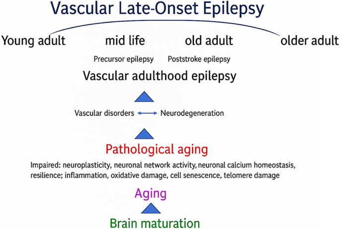 Vascular epilepsy in adulthood: current status and outlook for research and  management | Clinical Epileptology