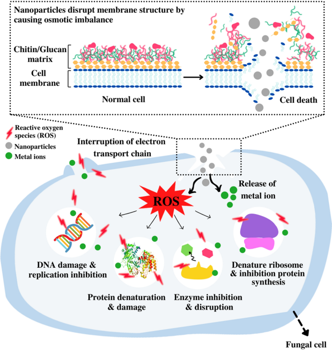 Full article: Biomedical Potential of Plant-Based Selenium Nanoparticles: A  Comprehensive Review on Therapeutic and Mechanistic Aspects