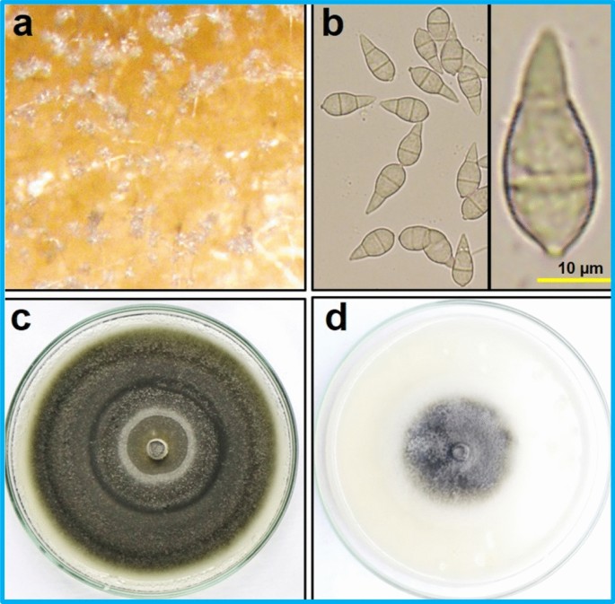 First report of barley blast caused by Magnaporthe oryzae pathotype  Triticum (MoT) in Bangladesh | Journal of General Plant Pathology