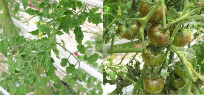 Tobamoviruses: old and new threats to tomato cultivation | Journal of  General Plant Pathology