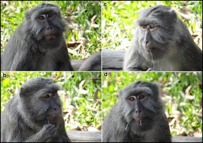 A monkey helped harvest and husking the coconut. Long-tailed monkeys or  long-tailed macaque in Pariaman, not just animals that live in the wild,  but these monkeys are also utilized by the local