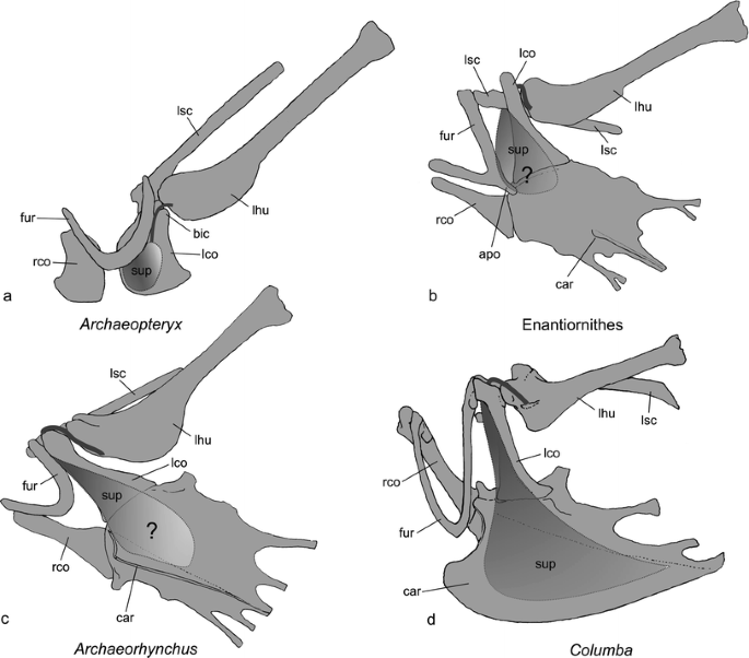 Pectoral girdle of the crested serpent eagle showing coracoid (a)