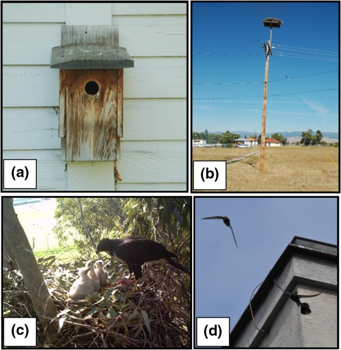 Urbanisation and nest building in birds: a review of threats and