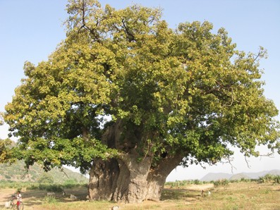 Der Baobab (Adansonia digitata L.): Wildobst aus Afrika fr Deutschland und  Europa?! | Applied Fruit Science | Springer Nature Link