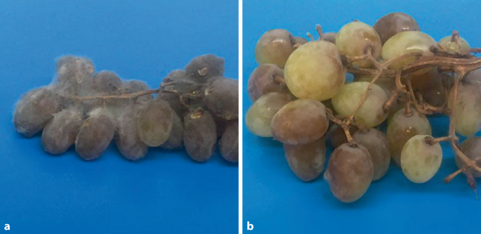 Early Management of Gray Mold & Anthracnose - Alabama Cooperative