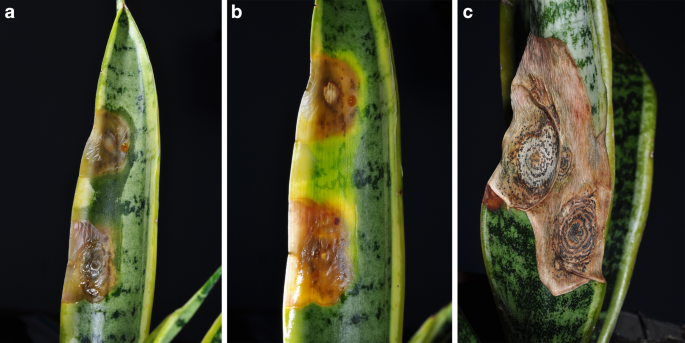 First Report on Colletotrichum sansevieriae Causing Anthracnose of  Sansevieria trifasciata in Germany | Journal of Crop Health