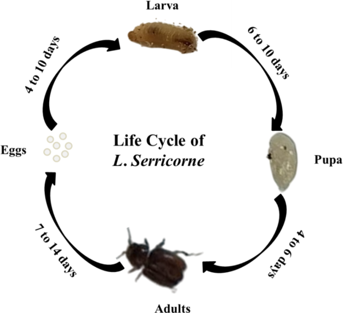 cigarette beetle eggs Unraveling the Biology and Integrated Management Strategies for Tobacco  Beetle (Lasioderma serricorne) in Stored Tobacco: A Comprehensive Review |  Journal of Crop Health