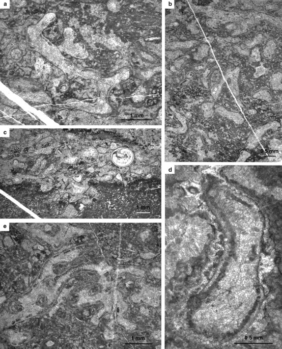 PDF) Gigantic scaphopods (Mollusca) from the Permian Akasaka Limestone,  central Japan