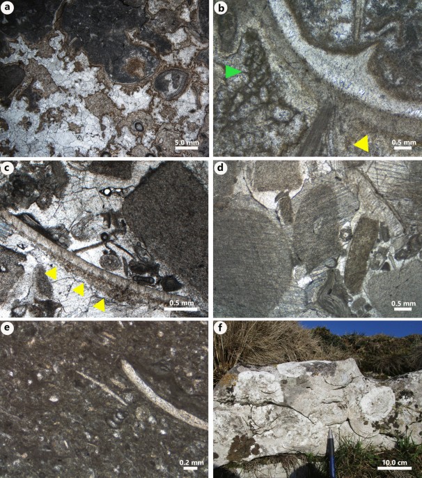 PDF) Degradative Calcification of a Modern Siliceous Sponge from the Great  Bahama Bank, The Bahamas: A Guide for Interpretation of Ancient  Sponge-Bearing Limestones