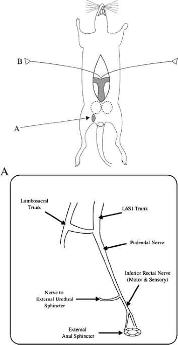 Time course for urethral neuromuscular reestablishment and its