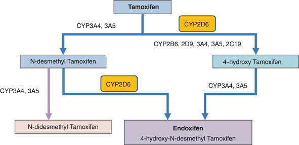 CYP2D6 polymorphisms influence tamoxifen treatment outcomes in