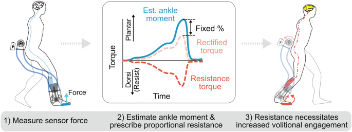 Ankle dorsi- and plantar-flexion torques measured by dynamometry