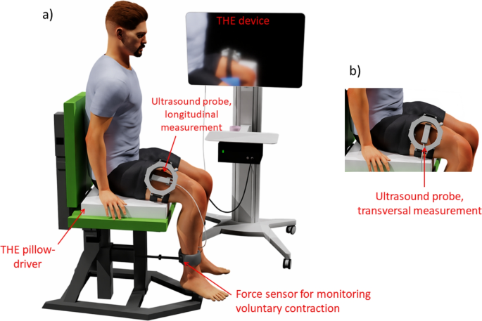 Shear-Wave Anisotropy of the Vastus Lateralis During Low-Level Isometric Contraction Measured with Ultrasound Time-Harmonic Elastography