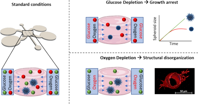 Glucose and Oxygen Availability Shape Growth and Architecture of Tumor Spheroids in a Microfluidic 3D Model
