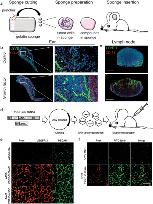 Standardization of a Cytometric Bead Assay Based on Egg-Yolk Antibodies