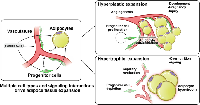 Browning of the white adipose tissue regulation: new insights into