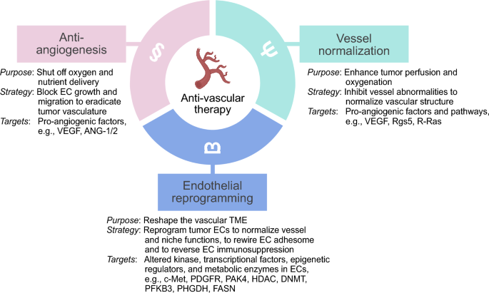 Navigating tumor angiogenesis: therapeutic perspectives and myeloid cell regulation mechanism | Angiogenesis