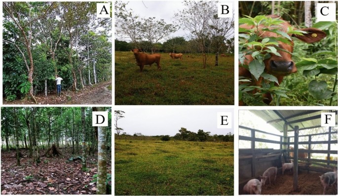 Using silvopastoral systems for the mitigation of greenhouse gas emissions from livestock in the Colombian Amazon