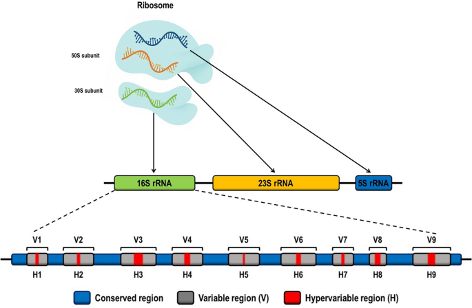 can burkholderia make glutathione Laboratory strategies for the identification of Burkholderia species: From  classical phenotyping to advanced genomic and proteomic approaches |  Antonie van Leeuwenhoek