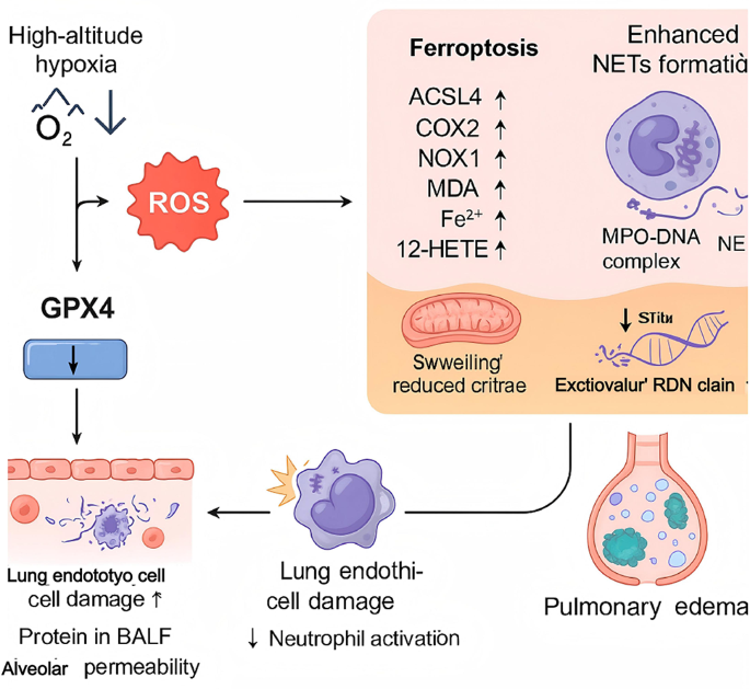 Ferroptosis, orchestrated by GPX4 downregulation, serves as a critical mediator of neutrophil extracellular trap-driven pathology in hypoxic pulmonary edema | Apoptosis
