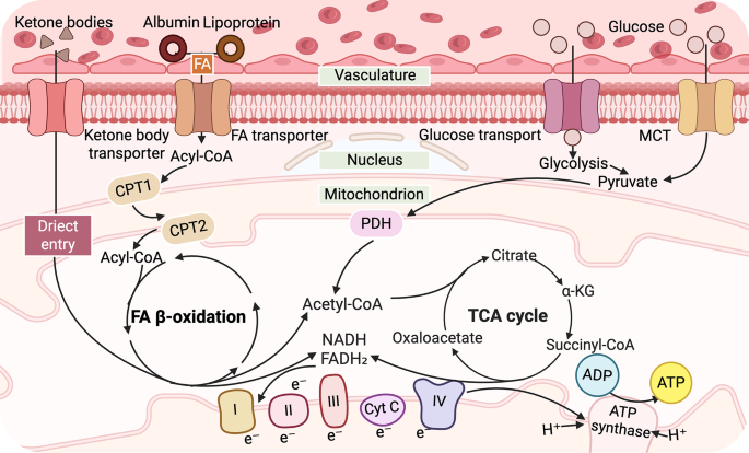 l-carnitine knock me out of ketosis The Role in Mitochondria, Prevention of Metabolic Inflexibility and Disease Initiation Role of carnitine in disease