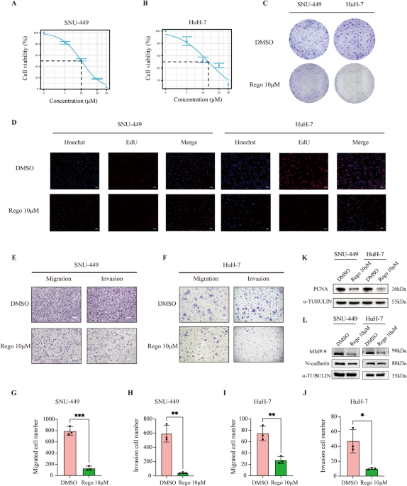 Regorafenib induces ferroptosis in hepatocellular carcinoma via the EGFR-TNF/NF-κB signaling axis