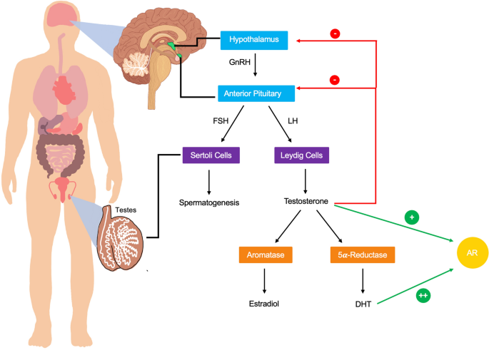 Male sex hormones, aging, and inflammation | Biogerontology