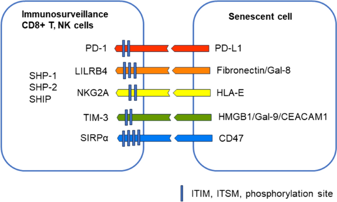 Inhibitory immune checkpoints suppress the surveillance of senescent cells promoting their accumulation with aging and in age-related diseases