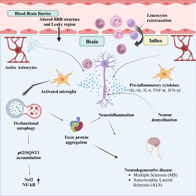 Neuroinflammaging and the Immune Landscape: The Role of Autophagy and Senescence in Aging Brain | Biogerontology | Springer Nature Link Neuroinflammaging and the Immune Landscape: The Role of Autophagy and Senescence in Aging Brain | Biogerontology | Springer Nature Link