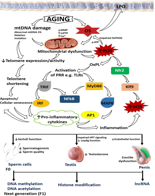 iv glutathione for cancer Glutathione IV Therapy