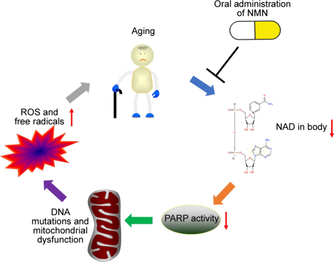 Nicotinamide mononucleotide Benefts