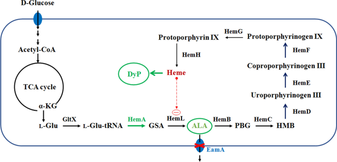 Modulation and proteomic changes on the heme pathway following treatment  with 5-aminolevulinic acid - ScienceDirect