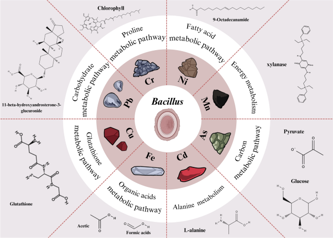 Metabolic response of Bacillus spp. to heavy metal stress: pathway  alterations and metabolite profiles | Biotechnology Letters | Springer  Nature Link