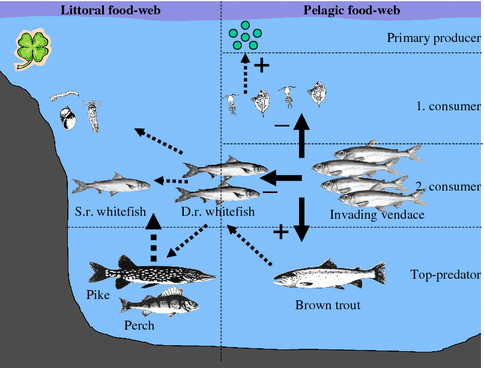Competitive exclusion after invasion? | Biological Invasions