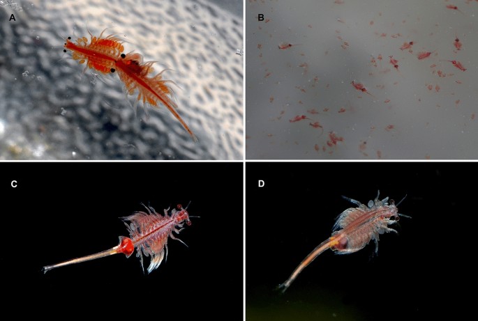 Brine shrimps adrift: historical species turnover in Western