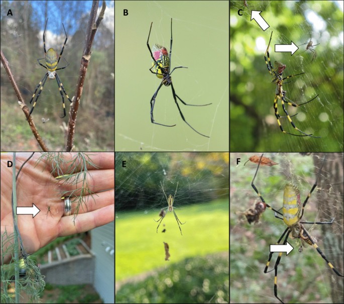 Large Invasive Spider Species Growing in 'Extreme Numbers' in Georgia